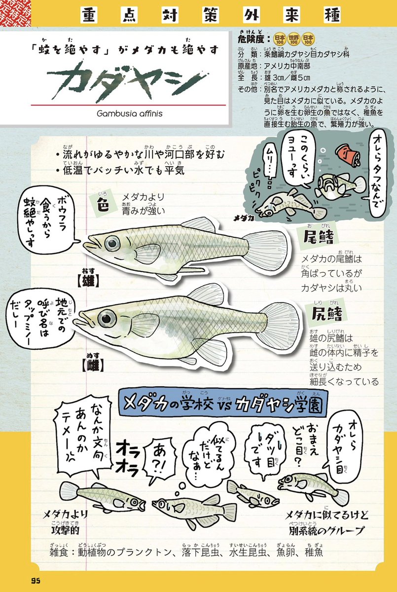 カダヤシ。メダカに似ているが全くの別物。別名タップミノー。ボウフラ退治のために輸入され放流されまくった期待の助っ人外国人選手だったが在来種の卵や稚魚も食べていたため特定外来生物に指定された。攻撃的で繁殖力が強くバッチい水でも平気。メダカだと思っている池の魚はカダヤシかもしれない。 https://t.co/HvMNTfUUB9