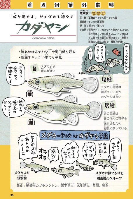 カダヤシ。メダカに似ているが全くの別物。別名タップミノー。ボウフラ退治のために輸入され放流されまくった期待の助っ人外国人選手だったが在来種の卵や稚魚も食べていたため特定外来生物に指定された。攻撃的で繁殖力が強くバッチい水でも平気。メダカだと思っている池の魚はカダヤシかもしれない。 https://t.co/HvMNTfUUB9 