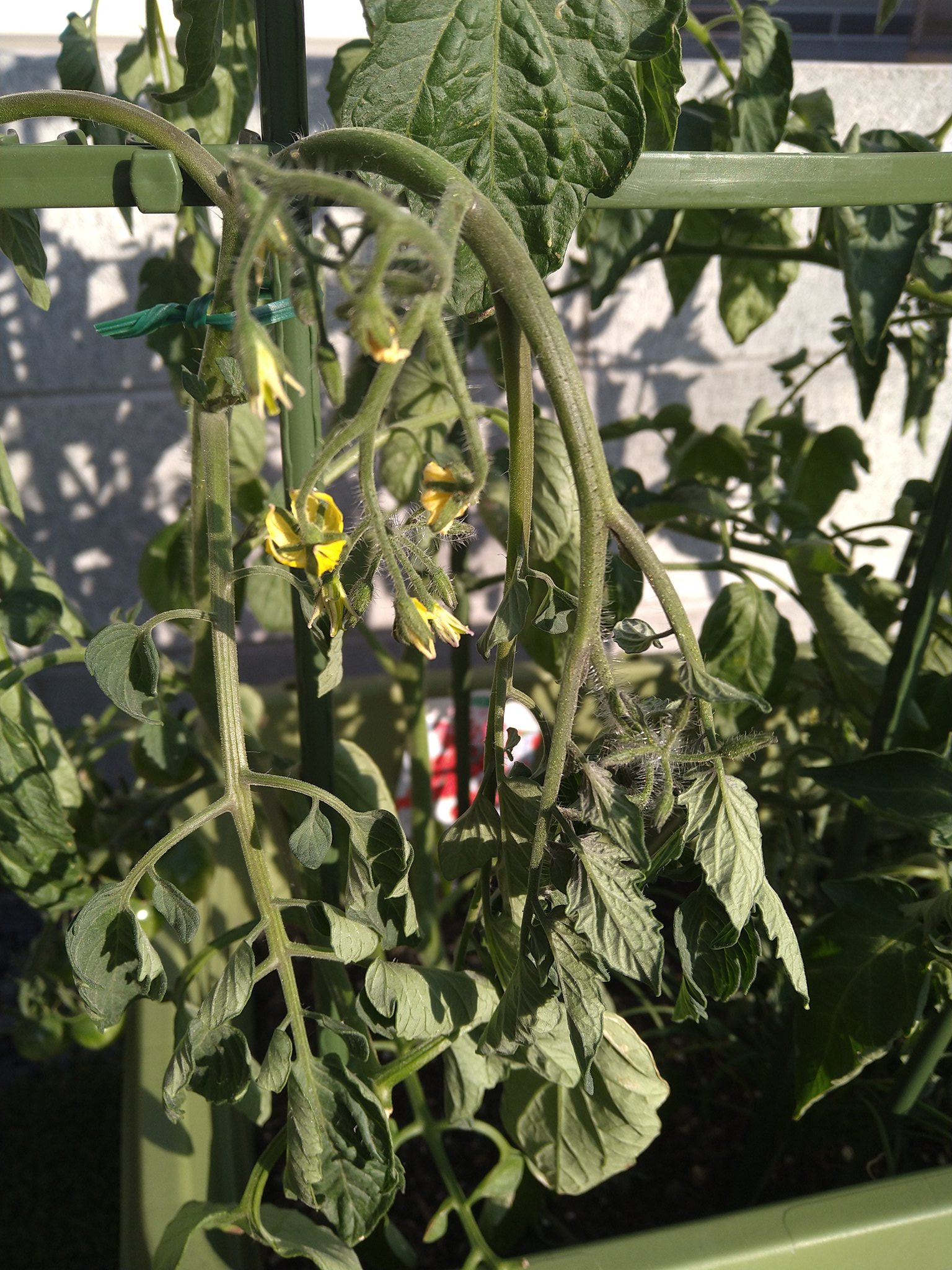 お庭で野菜 帰ったら トマトの先がみんなしょぼくれてた 水 水なの 大丈夫なの とハラハラしつつ 水やりしてみる 昨日は折れるし トマトの生命力を信じつつも心配が止まらず 過保護な家庭菜園 T Co Qs7rndbivs Twitter