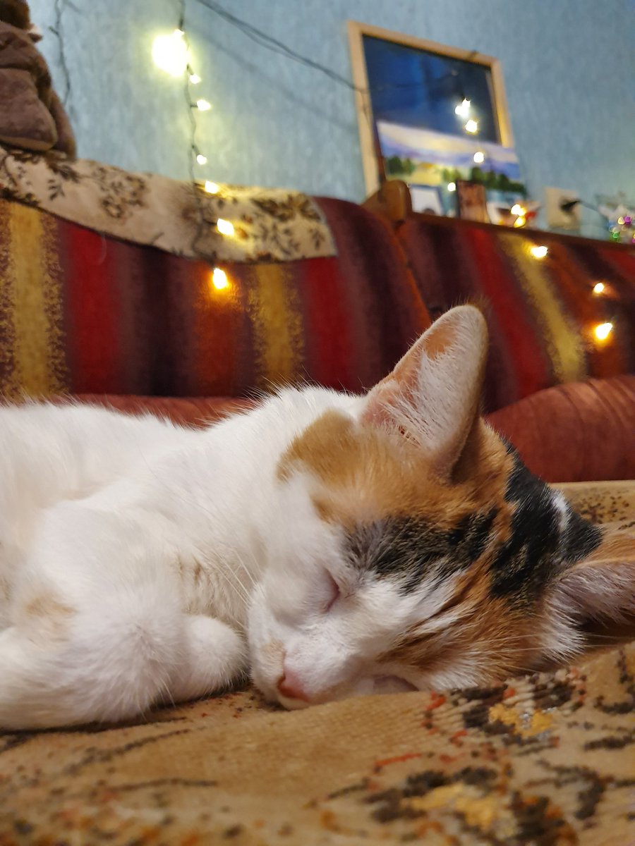 MonstaJooMin's tweet photo. Буду очень скучать 🐱♥️☁️   
30.03.2007-06.06.2022 https://t.co/34Z1nM5Qxk