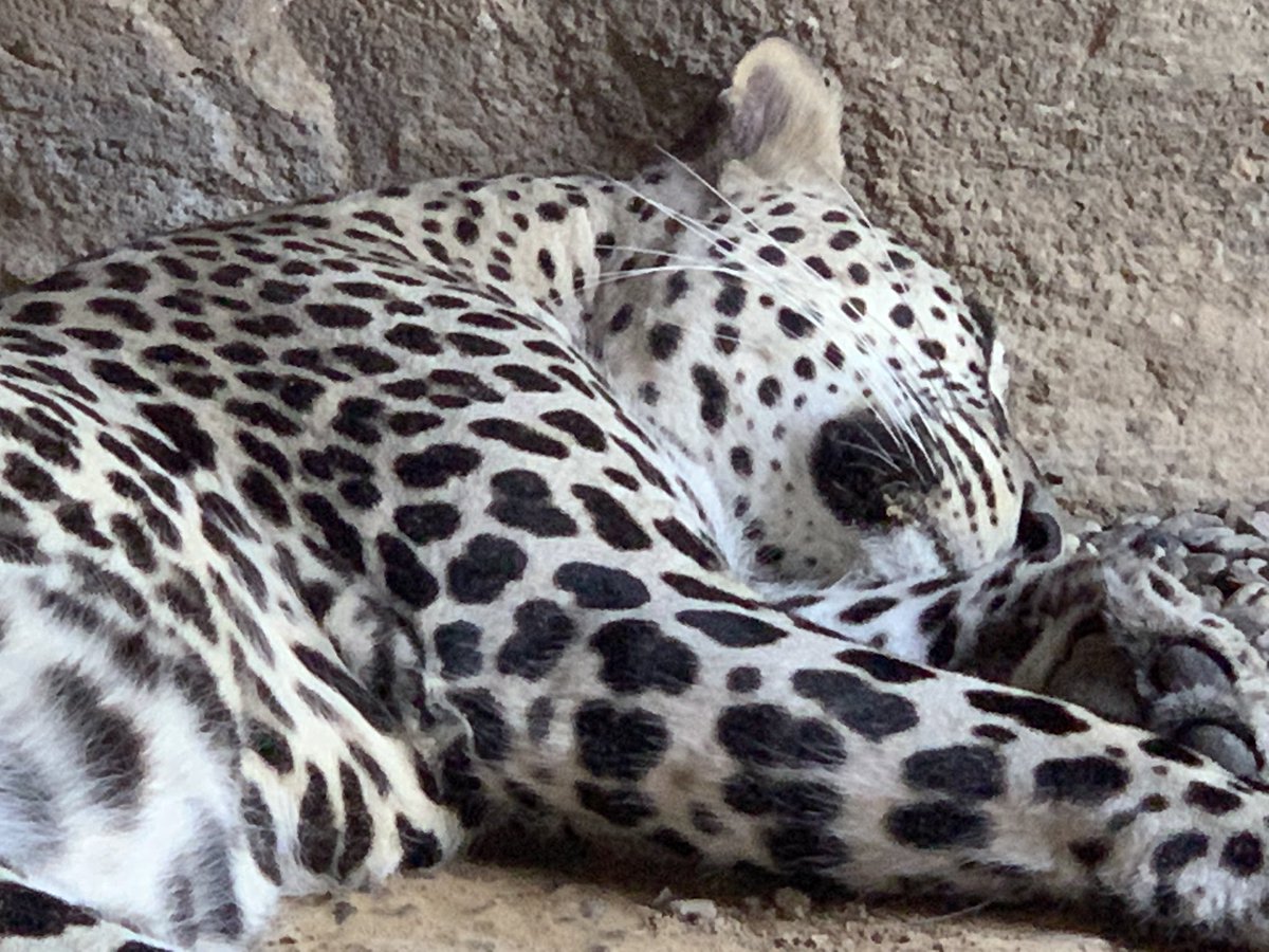 JESSJumeirahYR2's tweet photo. Year 2 having an exciting day at Sharjah Arabian Wildlife Centre learning about endangered Arabian species as part of our Go Wild topic! ROARRRR! #JESSJumScience https://t.co/KDRcLd3GgZ