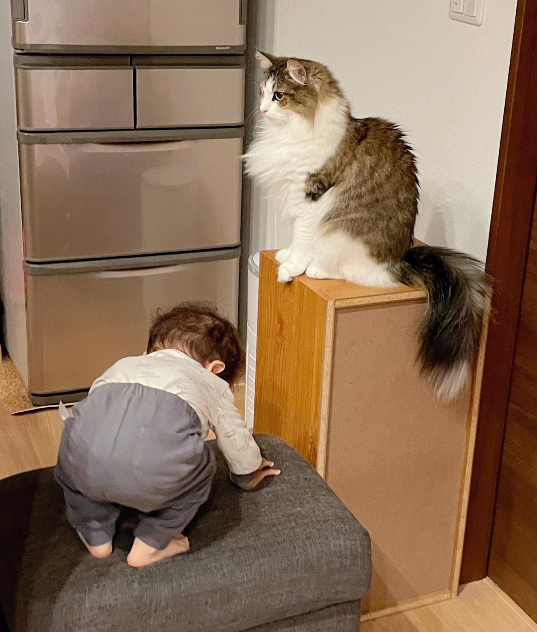 シィク 猫アカ 弟が深々とお辞儀してから猫吸いしてる T Co Hrq99vtdrq Twitter