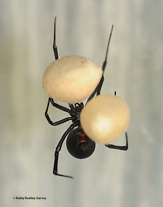 UCDavisEntomolo's tweet photo. “Eight-Legged Encounters” open house, featuring spiders and other arachnids, promises to be one of the biggest events--if not the leggiest!--of year on #ucdavis campus and beyond. 1-4 p.m., June 25, #Bohart Museum. #JasonBond #EileenHebets #BugSquad https://t.co/AhfCm4fnw3 https://t.co/BRnQG6vqHY