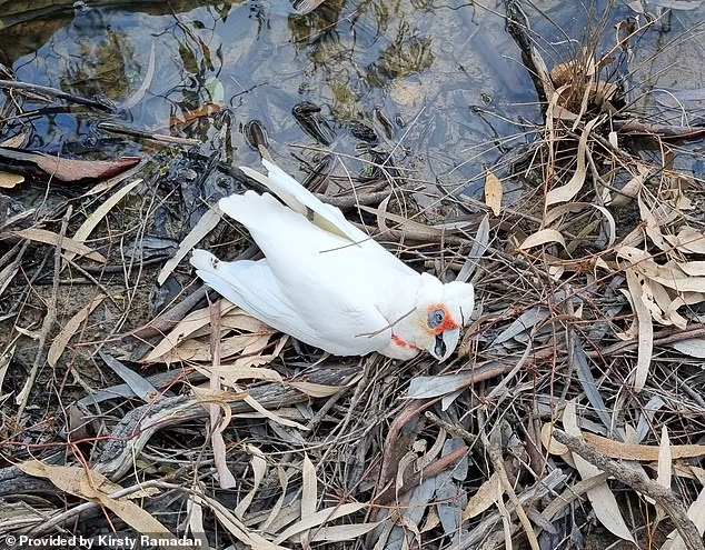 106 long-billed corellas dead in rural town after suspected poisoning The Victorian Conservation Regulator is now investigating the horrific discovery mol.im/a/10891495