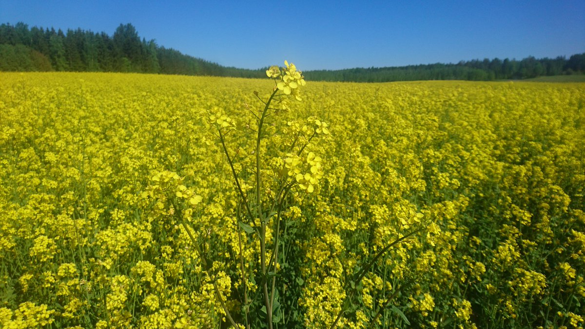 Häikäisevää huomenta! Tiesittekö, että neljällä kilolla siementä ja kierrätysravinteilla pystyy valmistamaan yhden hehtaarin aurinkovoimalaa, joka tuottaa noin 1000 kg öljyä ja 500 kg proteiinia sekä kasvintähteitä mikrobeille. Myös medennälkäiset hyönteiset tykkäävät.