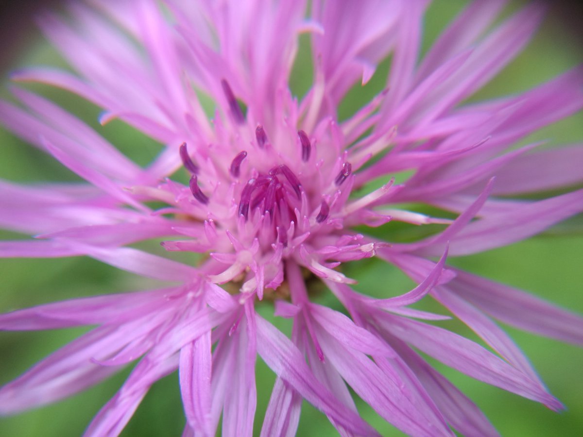 knauf_lea's tweet photo. Close-up of brown knapweed (Centaurea jacea), an #insectfriendly #flower on the artificially planted #wildflower #meadows in #Oldenburg . https://t.co/jb80M0KBmt