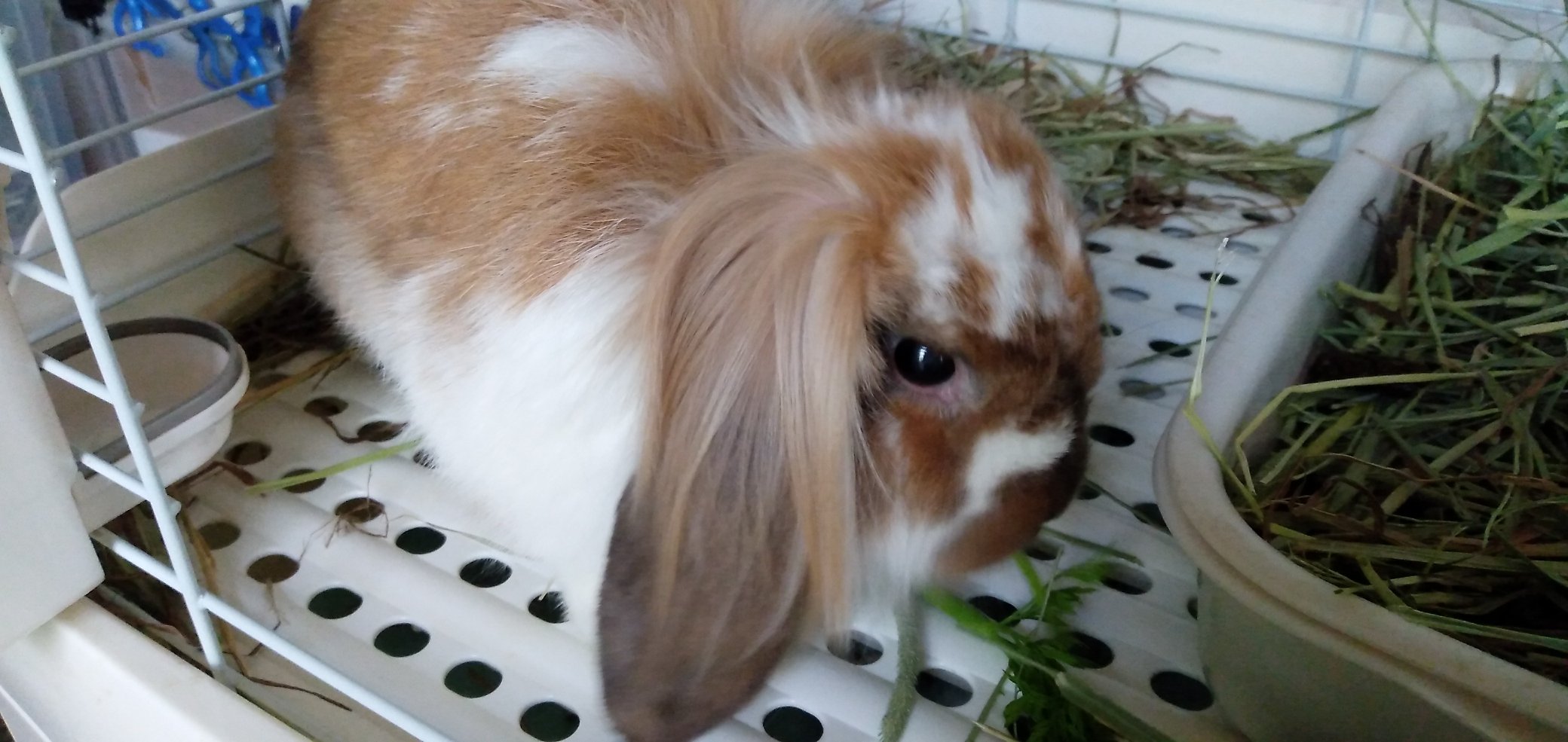 うさぎ里親募集 Twitter Search Twitter