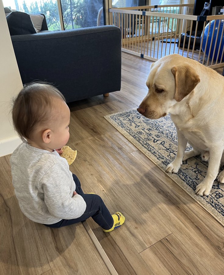 人と犬のお菓子を巡る攻防 圧をかけるラブvs動じない赤ちゃん おたくま経済新聞