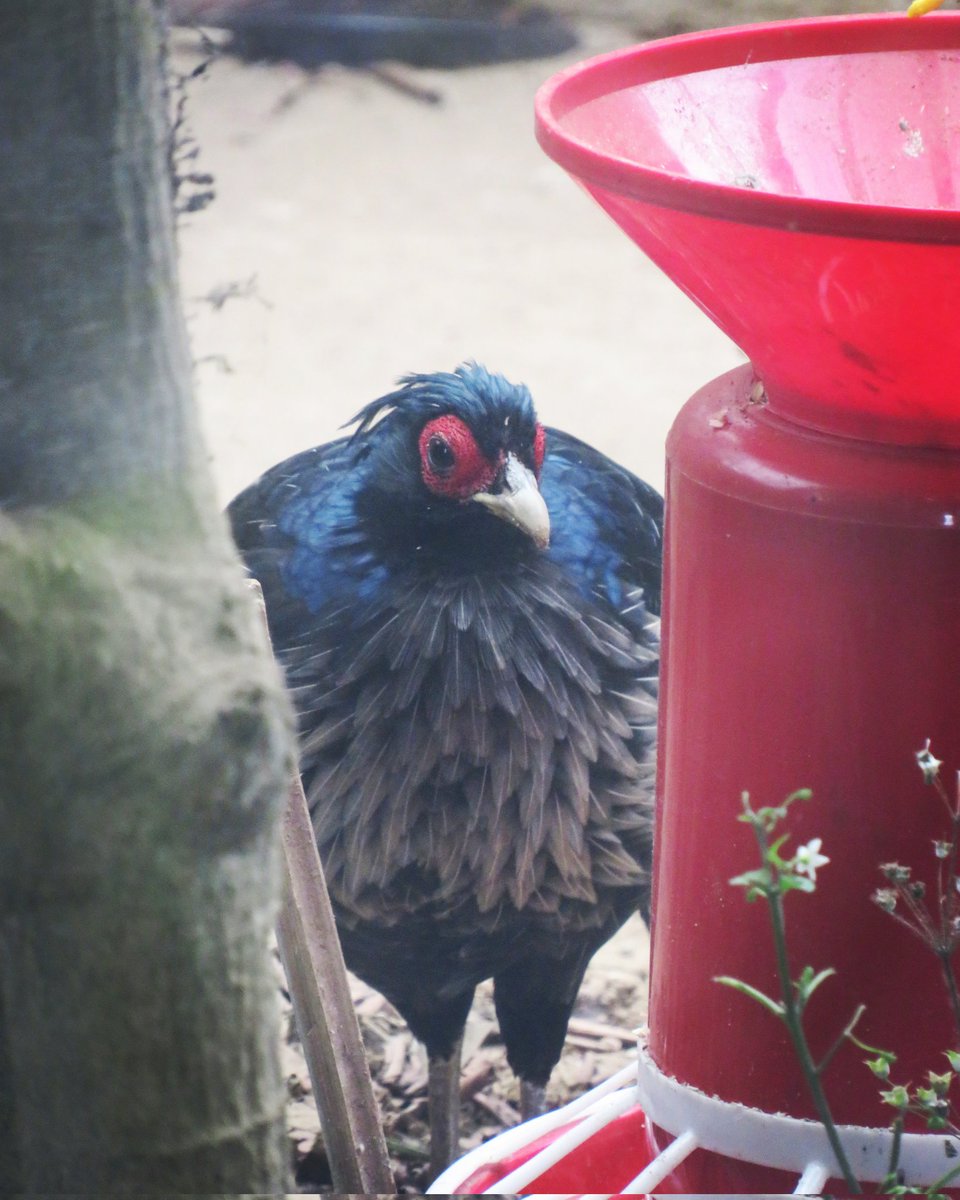 PnhzPark's tweet image. Plumage is glossy blue-black, though with white to the rump or under parts. The crest is white and feathers densely vermiculated with black. 

#kalijpheasant #pnhzp #research #education #conservation @cza_delhi @moefcc