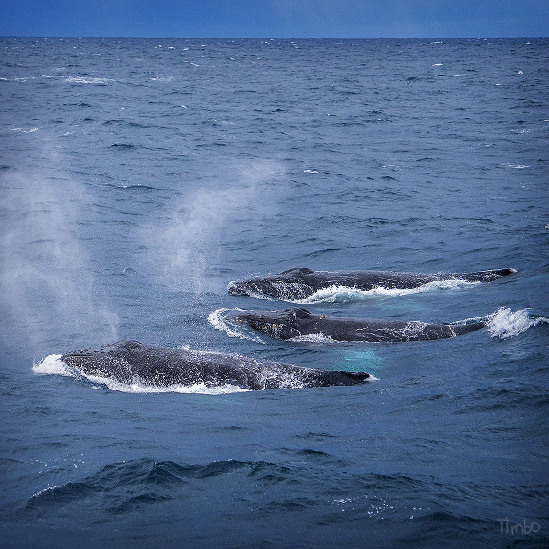 I’m in awe of the ocean. It’s mysterious and immeasurable. Just like us.

📷 3 whales I photographed off Sydney, Australia.

#oceans #whales