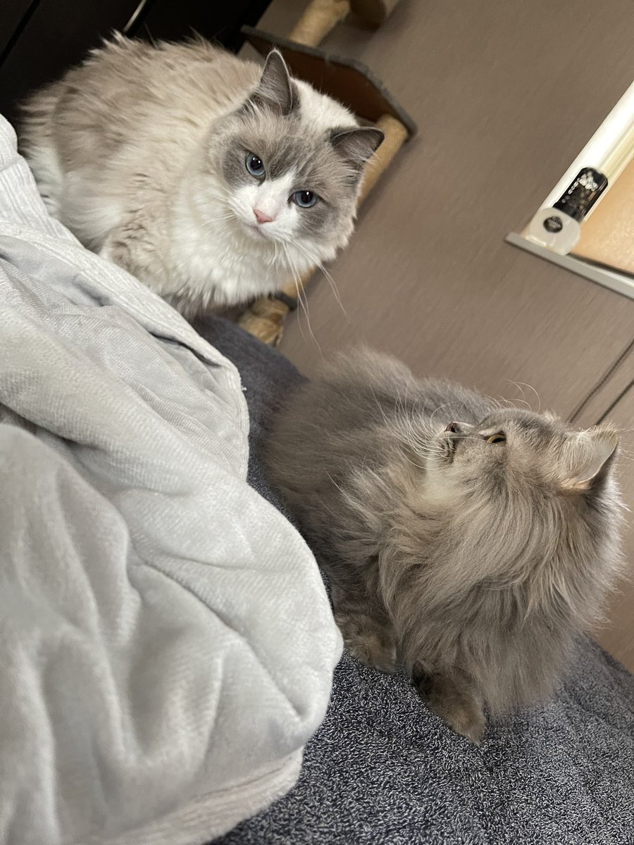 halna87's tweet photo. わんぱくなヤングチーム🥰

梅雨入りだってよーー🥺

#ラグドール
#ラガマフィン
#猫好き https://t.co/5dOGxQQotn