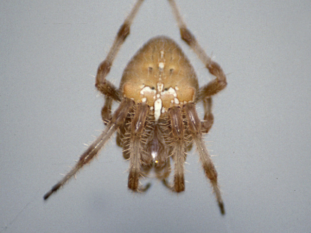 Araña pálida Araneus pallidus Olivier, 1789 en Animalandia: animalandia.educa.madrid.org/ficha.php?id=3…
Fotografía de Jorge Martínez Huelves en Sotillo de la Adrada. Ávila. Castilla y León (España).
Licencia Pública General de GNU (GPL).