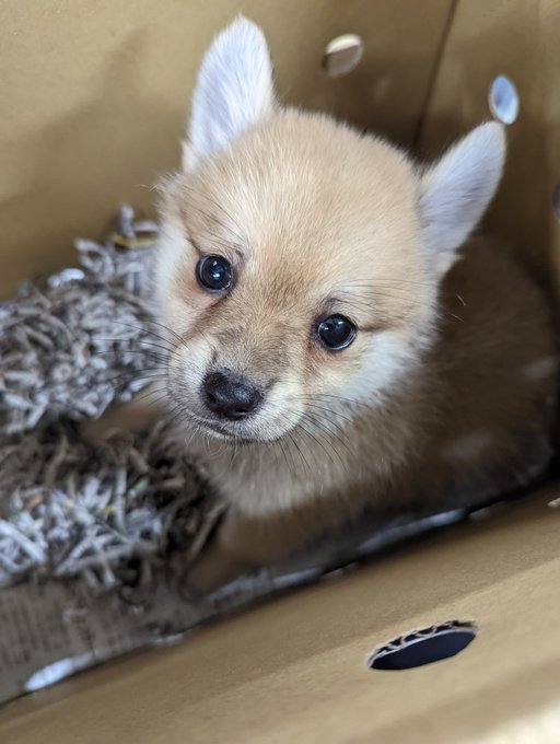 かねだい伊勢原店 総合編 犬 猫 小動物入荷速報 Sale告知など さん の人気ツイート 2 Whotwi グラフィカルtwitter分析