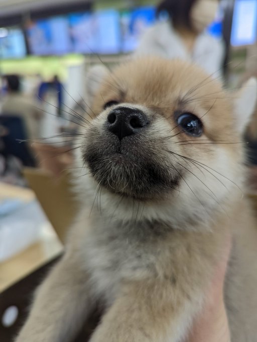 かねだい伊勢原店 総合編 犬 猫 小動物入荷速報 Sale告知など さん の人気ツイート 2 Whotwi グラフィカルtwitter分析