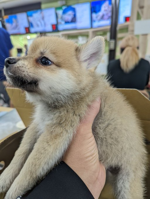かねだい伊勢原店 総合編 犬 猫 小動物入荷速報 Sale告知など さん の人気ツイート 2 Whotwi グラフィカルtwitter分析