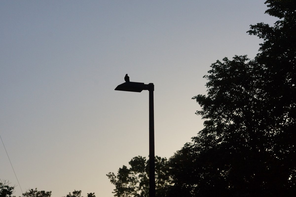 Stef2Ulm's tweet photo. #GutenMorgen #Ulm
Und heute noch vor 6 Uhr und vor allem vor dem ersten Kaffee (!) noch eine Runde um's Haus spaziert. Wegen @HeikeRings1 mit meiner am Wochenende wieder rausgekramter #Alpha77 und dem Sigma DT 70-300mm ... (1/37) https://t.co/Yzcu8T3Tlw