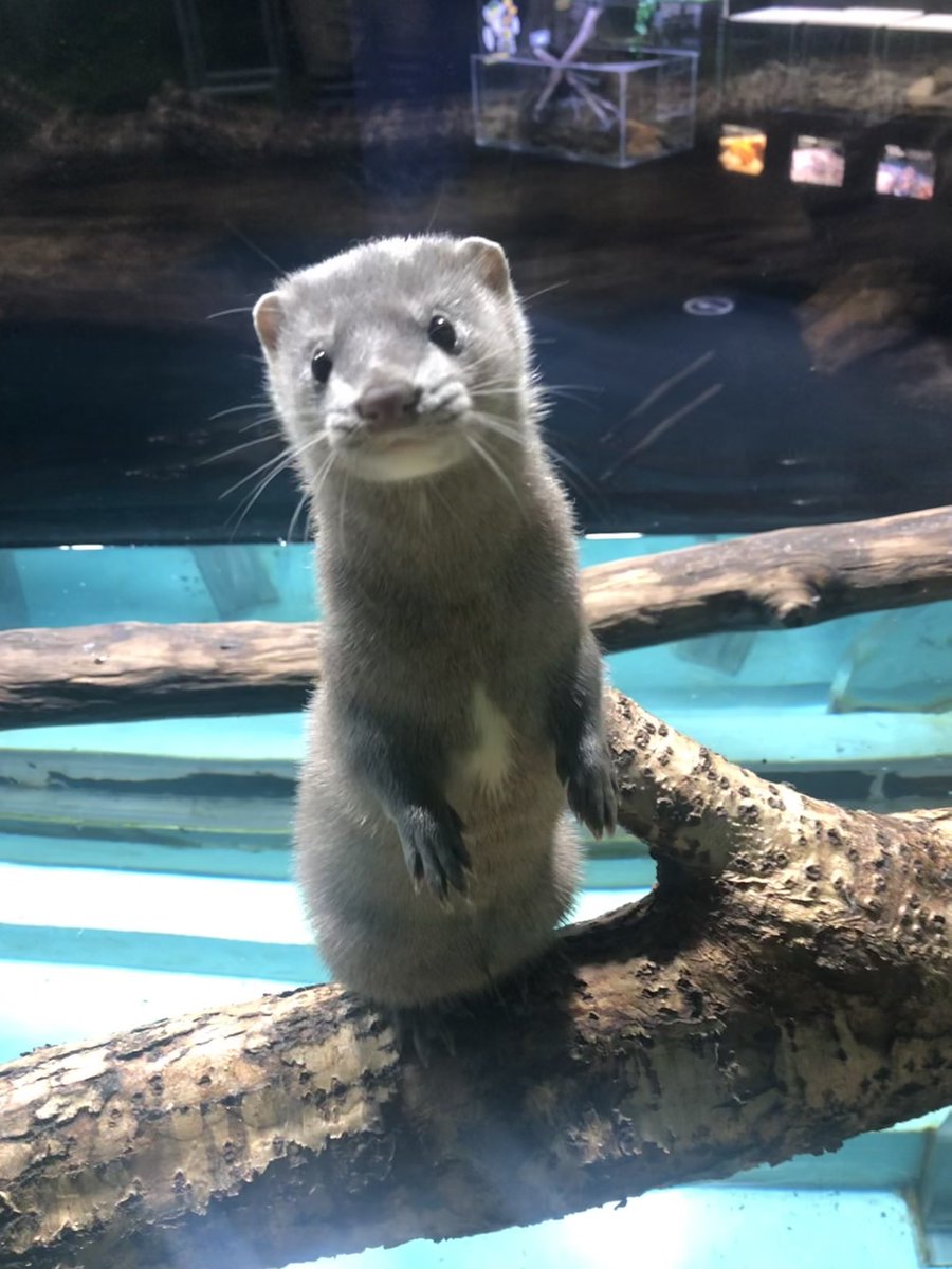 サケのふるさと千歳水族館（旧称：チトセアメ） on X: 