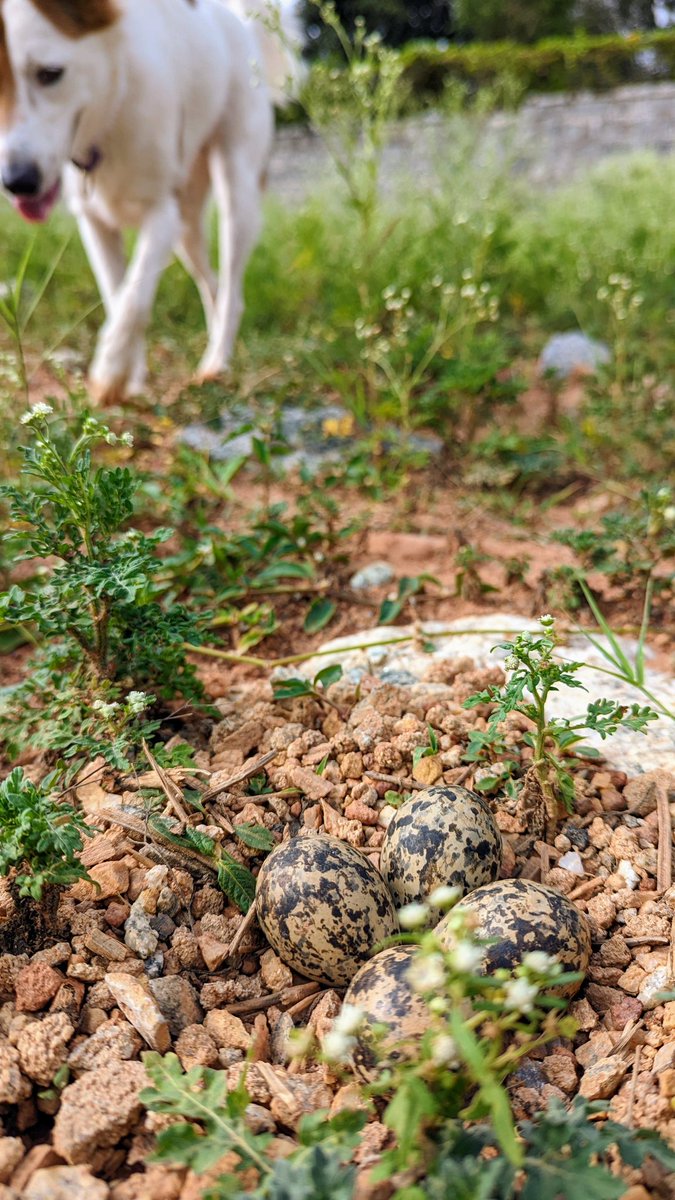 kaadupapa's tweet photo. Today's find... Saw this Lapwing's nest before Sufi. We moved away quickly before Sufi realised.#walkwithdog #urbanwildlife #Bangaloredogs https://t.co/K8gFuvjH3X
