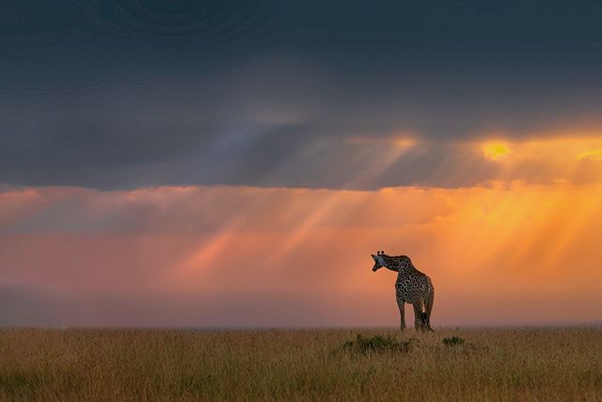 AardowolfA's tweet photo. The Great Migration Unbounded' - Let’s get you going. We’ve rounded up all the need-to-knows on eating, sleeping and going on game drives at Maasai Mara during The Great Migration, from travellers like you. Ready?

#Wilderness #Tours #Safaris #Wildlifephotography #Aardwolf https://t.co/Dy3SQNuPB9
