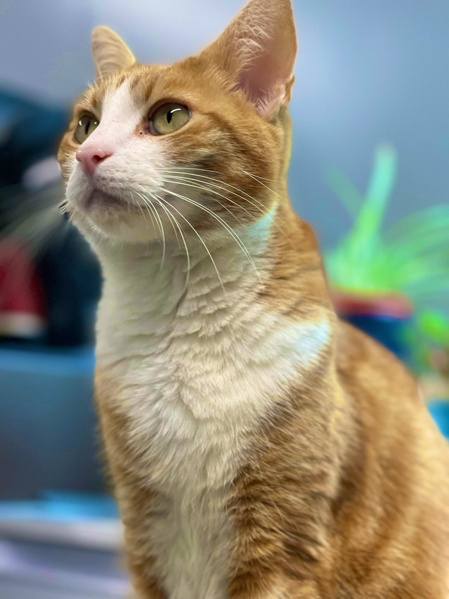 Good morning &amp; welcome to Whiskers Wednesday 

Don't let anyone's ignorance, hate, drama or negativity stop you from being the best person you can be. 

#cats #CatsOfTwitter #CatsOnTwitter