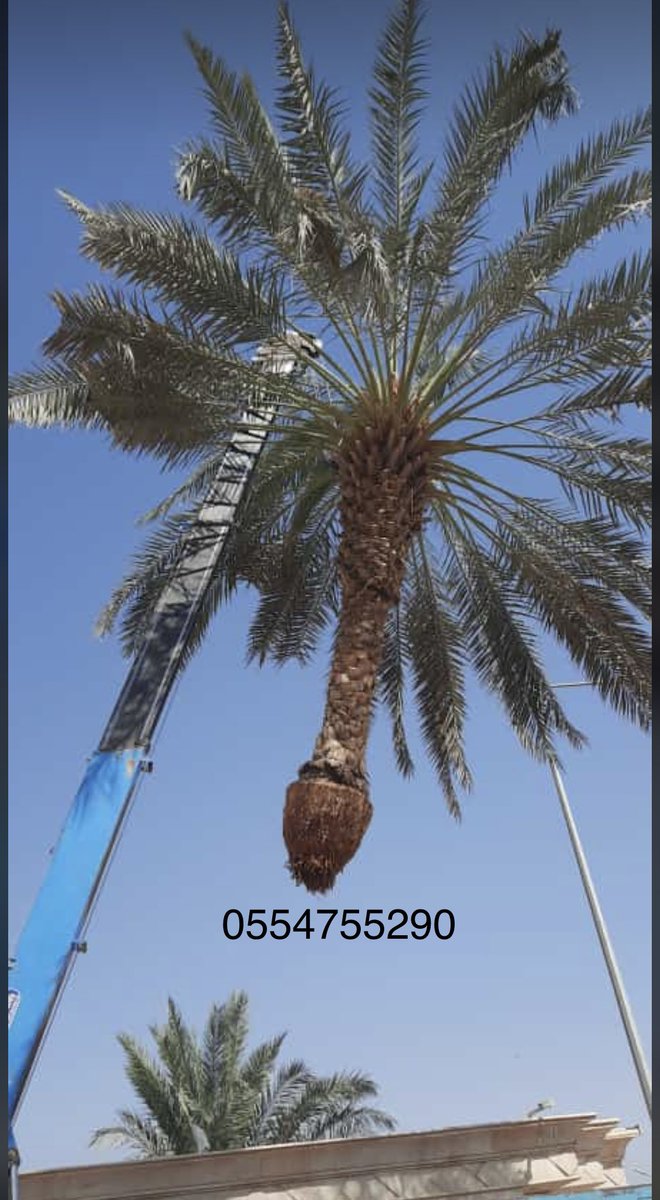اللّهمّ ما أصبح بي من نعمة أو بأحد من خلقك، فمنك وحدك لا شريك لك، فلك الحمد ولك الشّكر
صباح الخير /ابوبدر لتوريدوزاعة النخيل 0554755290