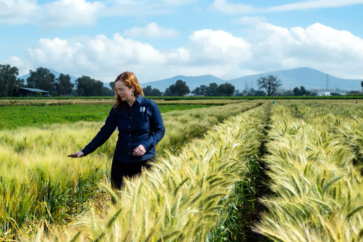 CrawfordFund's tweet photo. Sowing the seeds of the future with @Sydney_Uni graduate @AlisonRBentley, Director of the Global Wheat Program @CIMMYT and #CGIARwheat.
Read more: https://t.co/wBlm6ueNSw
#NextGenAg4D #USYD @CGIAR https://t.co/oYx1U01QK3