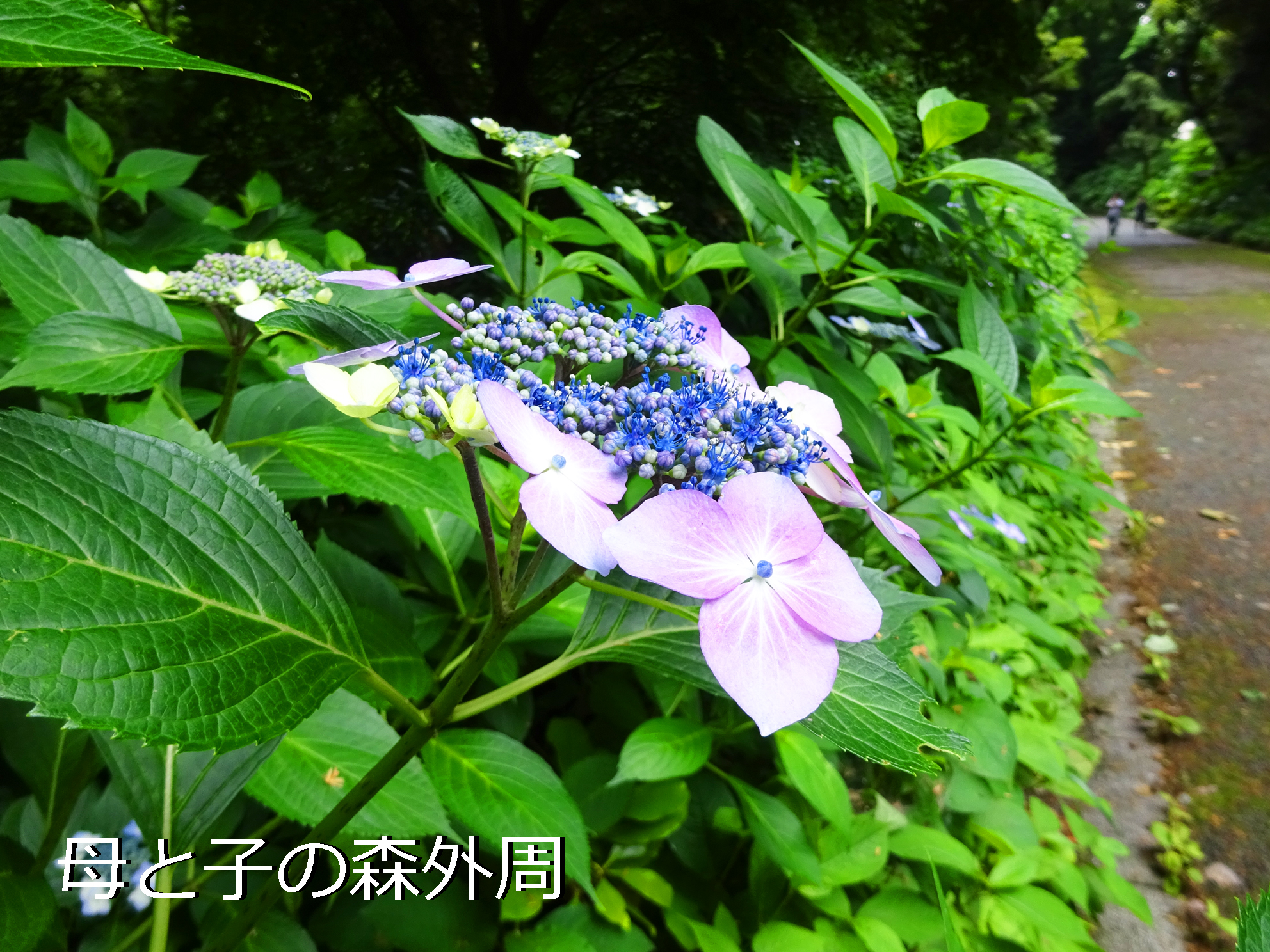 Eugenio2nd Rt Sg Info Kyokai 関東地方は梅雨入り し アジサイ の季節到来 新宿御苑内に植栽されたアジサイは約1500株 園路沿いに多く植栽されており 一周3 5kmの外周路を彩っています 西洋アジサイやガクアジサイなど 色や形も様々な品種が