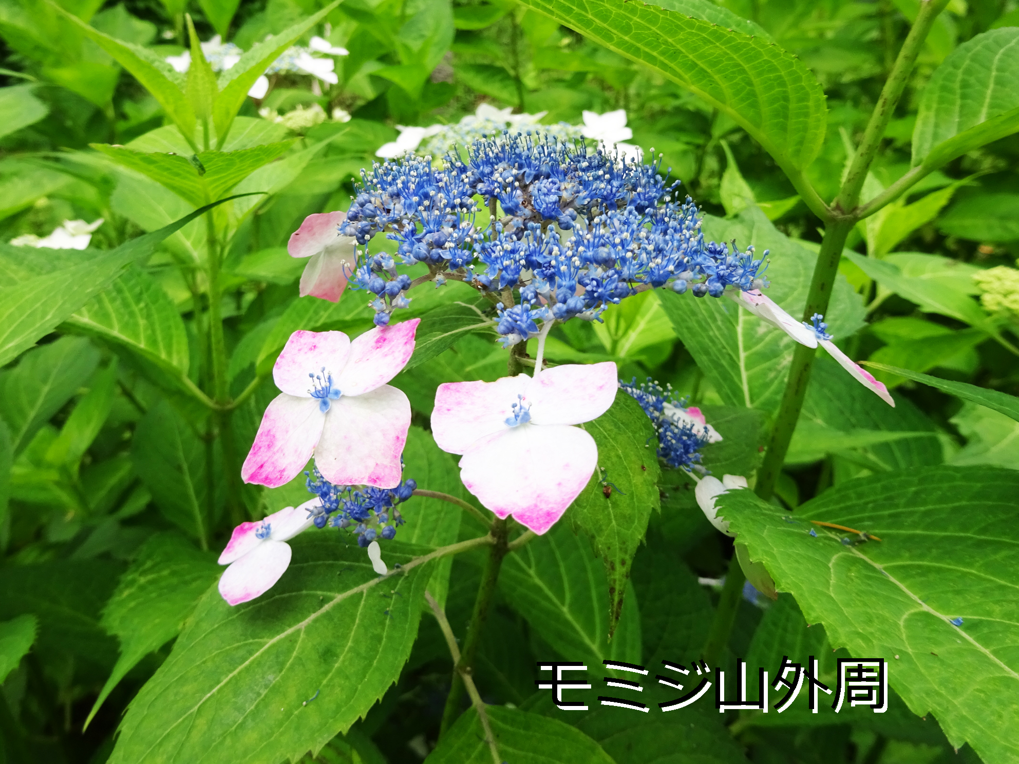 Eugenio2nd Rt Sg Info Kyokai 関東地方は梅雨入り し アジサイ の季節到来 新宿御苑内に植栽されたアジサイは約1500株 園路沿いに多く植栽されており 一周3 5kmの外周路を彩っています 西洋アジサイやガクアジサイなど 色や形も様々な品種が