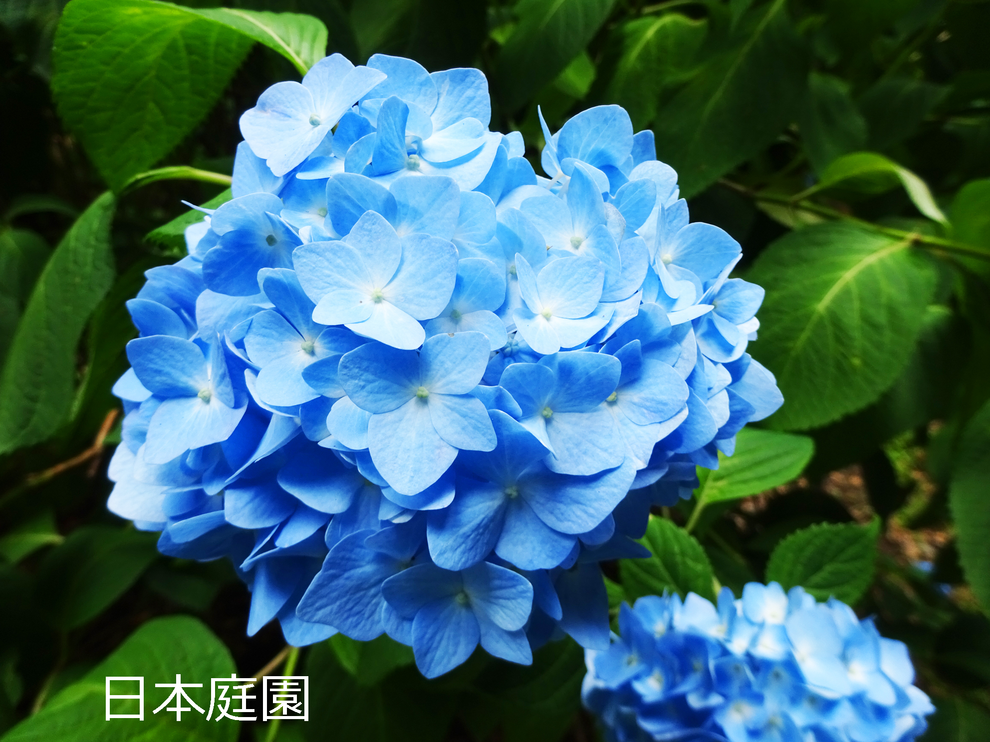 Eugenio2nd Rt Sg Info Kyokai 関東地方は梅雨入り し アジサイ の季節到来 新宿御苑内に植栽されたアジサイは約1500株 園路沿いに多く植栽されており 一周3 5kmの外周路を彩っています 西洋アジサイやガクアジサイなど 色や形も様々な品種が