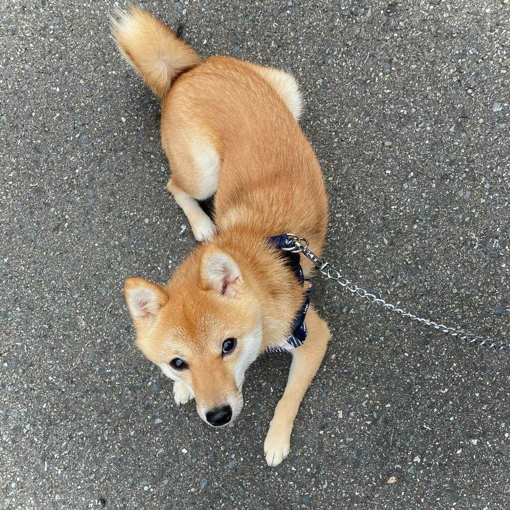豆柴 豆柴くんちゃんさんの写真｜深津 貴之 (fladdict)