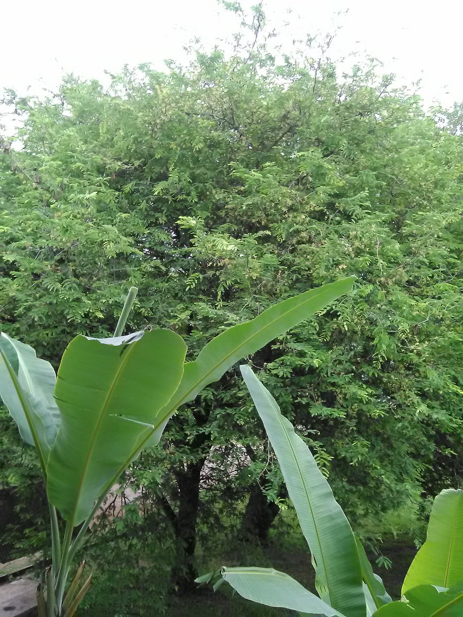 bernie_bas's tweet photo. 緑は平和です🌴🌱🌿🌳
私は学校にいる
#BernieBas https://t.co/AsUD7ZtOLX