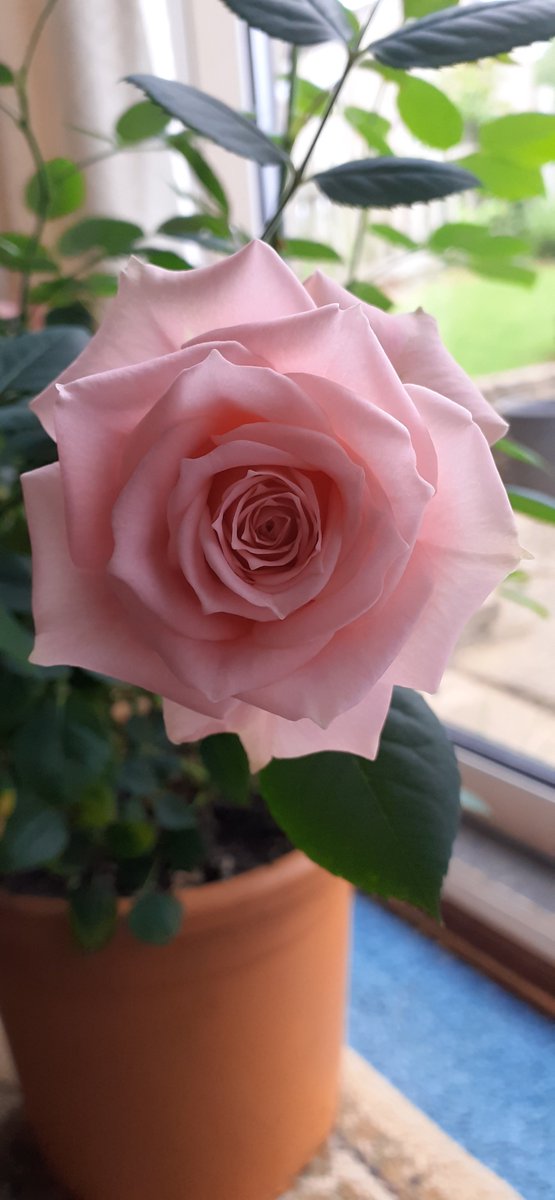 Tweedyteacup's tweet photo. Pink Roses! this #RoseWednesday ! I hope today is a kind one to you
I will be working my socks off!
Perhaps you will have time to sip tea and view all the beautiful rose pics today 💗
#plantstuff
#forfuturebeauty
#inourworld🌏 https://t.co/w4PU6Gg5Ba