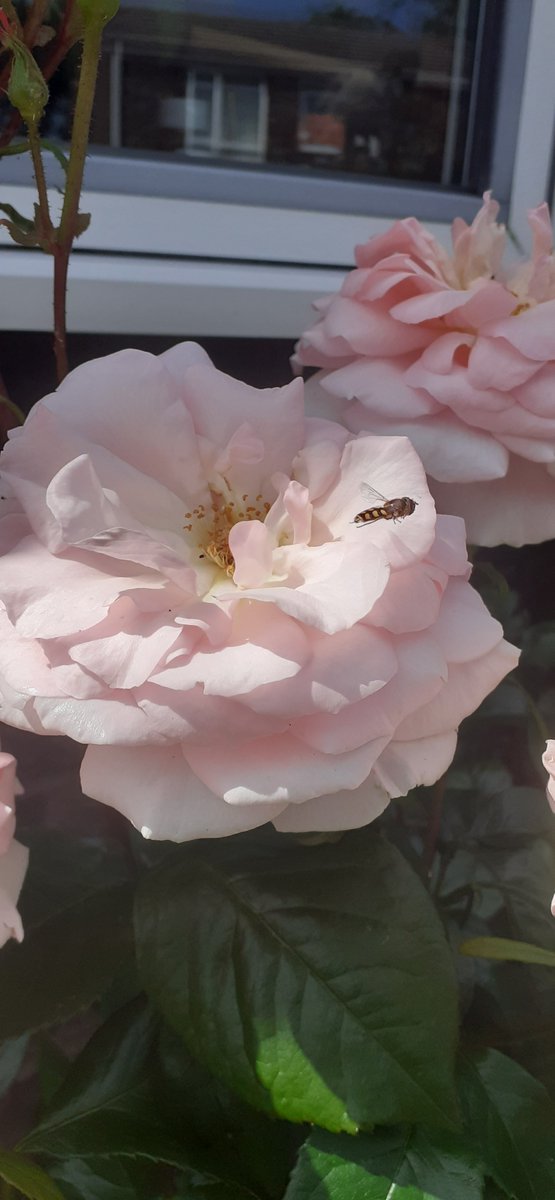 Tweedyteacup's tweet photo. Pink Roses! this #RoseWednesday ! I hope today is a kind one to you
I will be working my socks off!
Perhaps you will have time to sip tea and view all the beautiful rose pics today 💗
#plantstuff
#forfuturebeauty
#inourworld🌏 https://t.co/w4PU6Gg5Ba