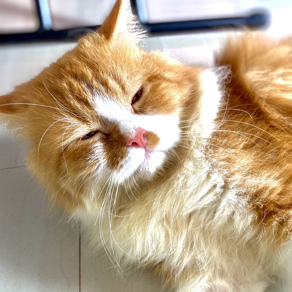 queengwen54's tweet photo. Meooow😻 https://t.co/9AE8mBM0ka