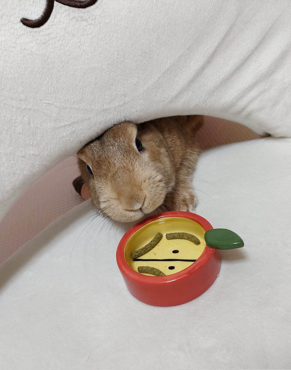 pomo_rabbits's tweet photo. なんでそんな隙間からこっそり食べようとするの🤣

🐰これロゼちゃんの器だからロゼちゃんのだと思って…バレたら大変なことになると思ったんです https://t.co/H7zlsP16va