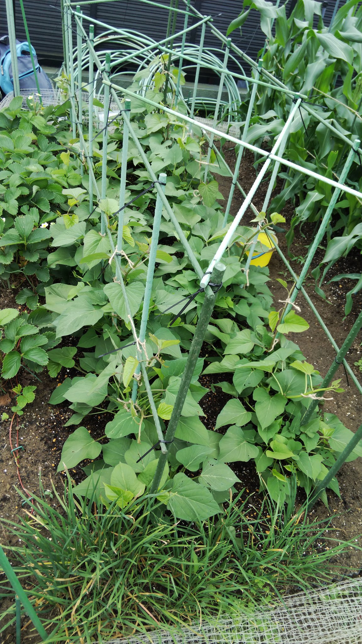 たきじの菜園 今日のたきじ菜園 今日の作業 サツマイモ立体栽培 支柱に誘引開始 ナス 3 ピーマン 2 シシトウ 1の誘引用支柱をたてる 枝豆で隠れて見えないけど 家庭菜園 市民農園 T Co Zji9cttis7 Twitter