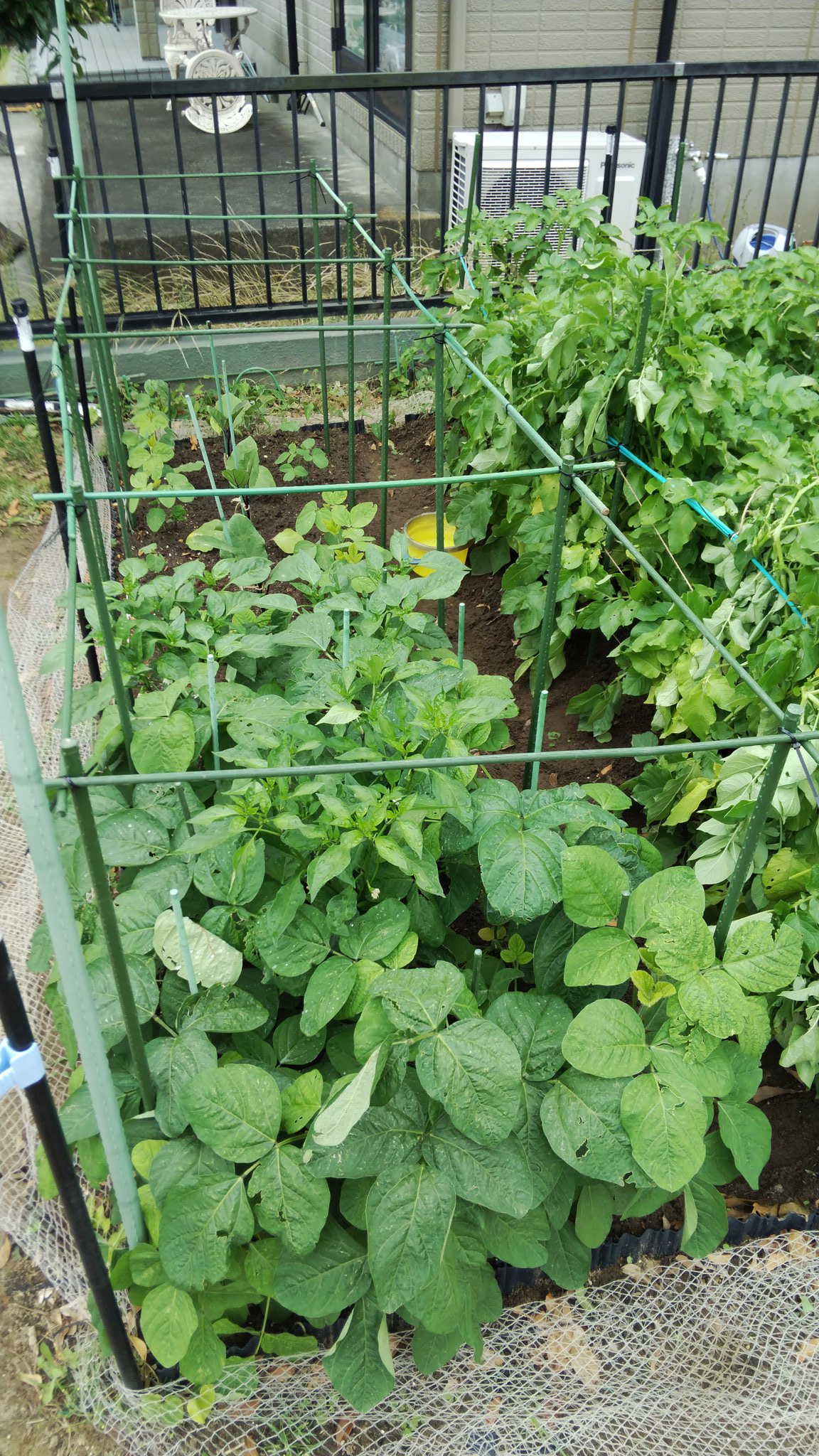 たきじの菜園 今日のたきじ菜園 今日の作業 サツマイモ立体栽培 支柱に誘引開始 ナス 3 ピーマン 2 シシトウ 1の誘引用支柱をたてる 枝豆で隠れて見えないけど 家庭菜園 市民農園 T Co Zji9cttis7 Twitter