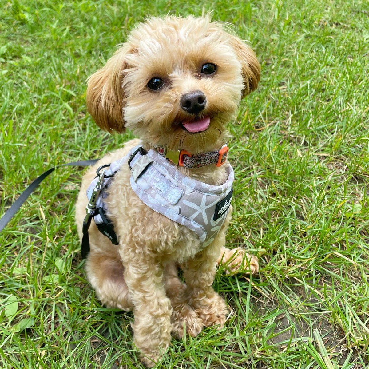 Starting the day with this cutie, Minnie. Have a wonderful day!
#newday #GoodMorningTwitterWorld #goodmorning #morningboost #chipoo #cutepuppy #studiodog
