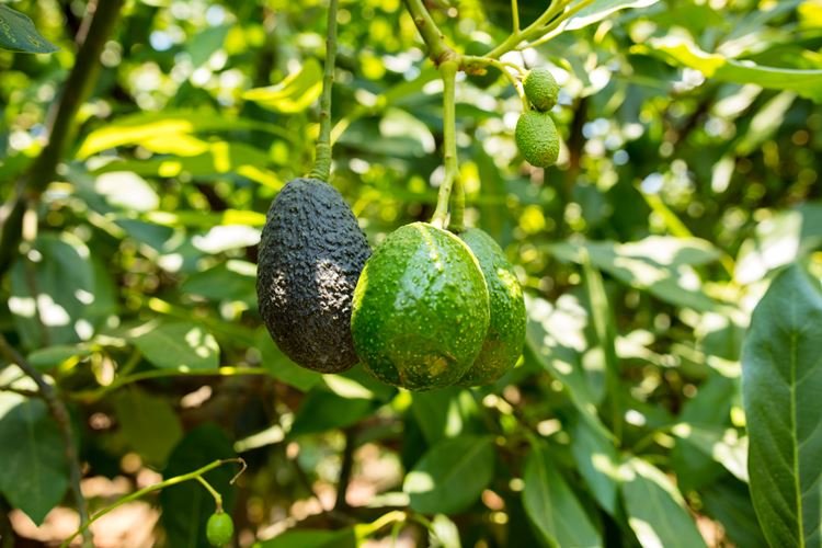 Beware of the so many seedling salers propping up everywhere, quality high yield seedlings are sold by us as far as we can tell. So don't risk your investment book reliability with us. We are talking about the pure Hass avocado seedlings.