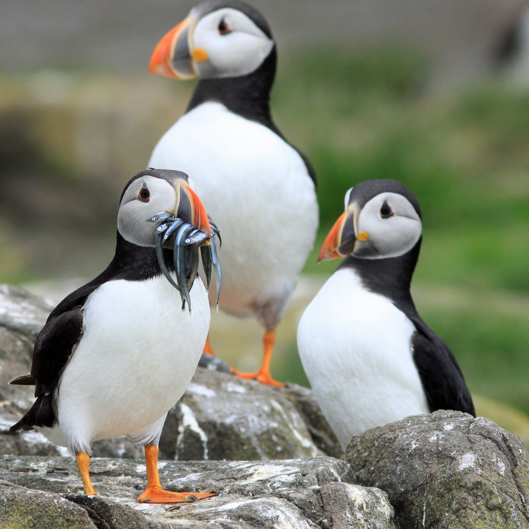 ¡Buenos y #pajareros días!🦆🐠
Hoy, 8 de junio, es el #DíadelosOcéanos 🌊. Más que celebrarlo, necesitamos conocerlo y respetarlo de forma global.🌍
#DíaMundialdelosOcéanos #WorldOceanDay #Ocean