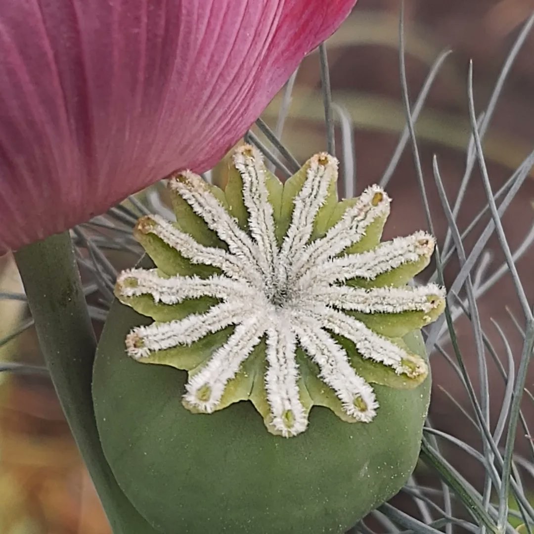 HermensMoestuin's tweet photo. Wist je dat het maanzaad op je brood zaad is van de papaver?

#maanzaad #maan #moon #moonseed #opium #papaver #ediblebeauty #edible #art #kunst #stempel #moestuinleven #dedemsvaart #hardenberg #gemeentehardenberg #vechtdal #Overijssel #tuinverenigingavereest #diy #flowercraft #08 https://t.co/5f5ZWivJCD