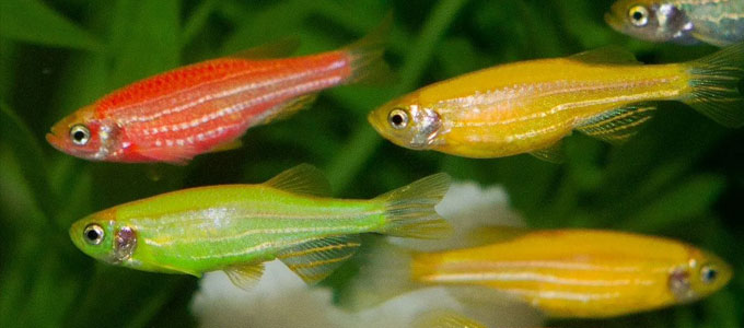 hargatarif's tweet image. #Harga #Ikan #Glofish dan Jenis-Jenisnya - is.gd/9og901 
#Hobi #IkanHias