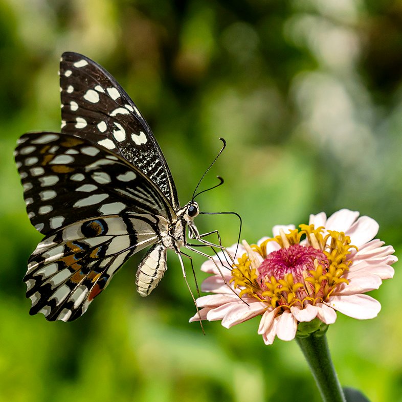 Nusaybin Güzeli » Princeps demoleus
Nusaybin 2019
📷© Mesut Zengin
Detaylı Bilgi; trakel.org/kelebekler/?fs…

#butterfly