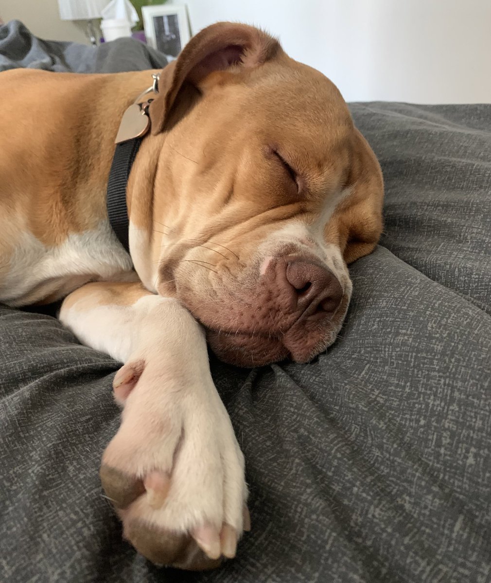 AmyJoSkeys's tweet photo. Never understood being obsessed with a dog until I had her 🥺😭 literally how you so cute 24/7 https://t.co/cZ2Jqhs4a1