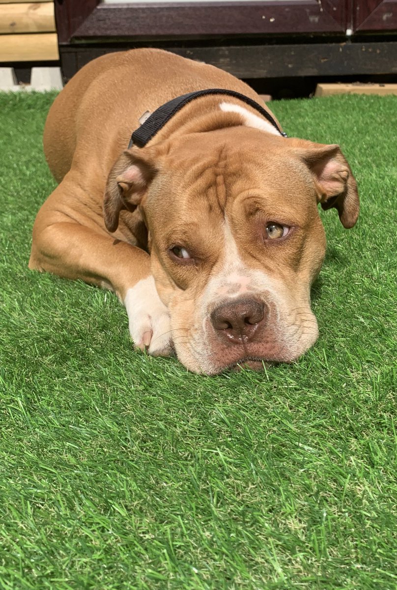 AmyJoSkeys's tweet photo. Never understood being obsessed with a dog until I had her 🥺😭 literally how you so cute 24/7 https://t.co/cZ2Jqhs4a1