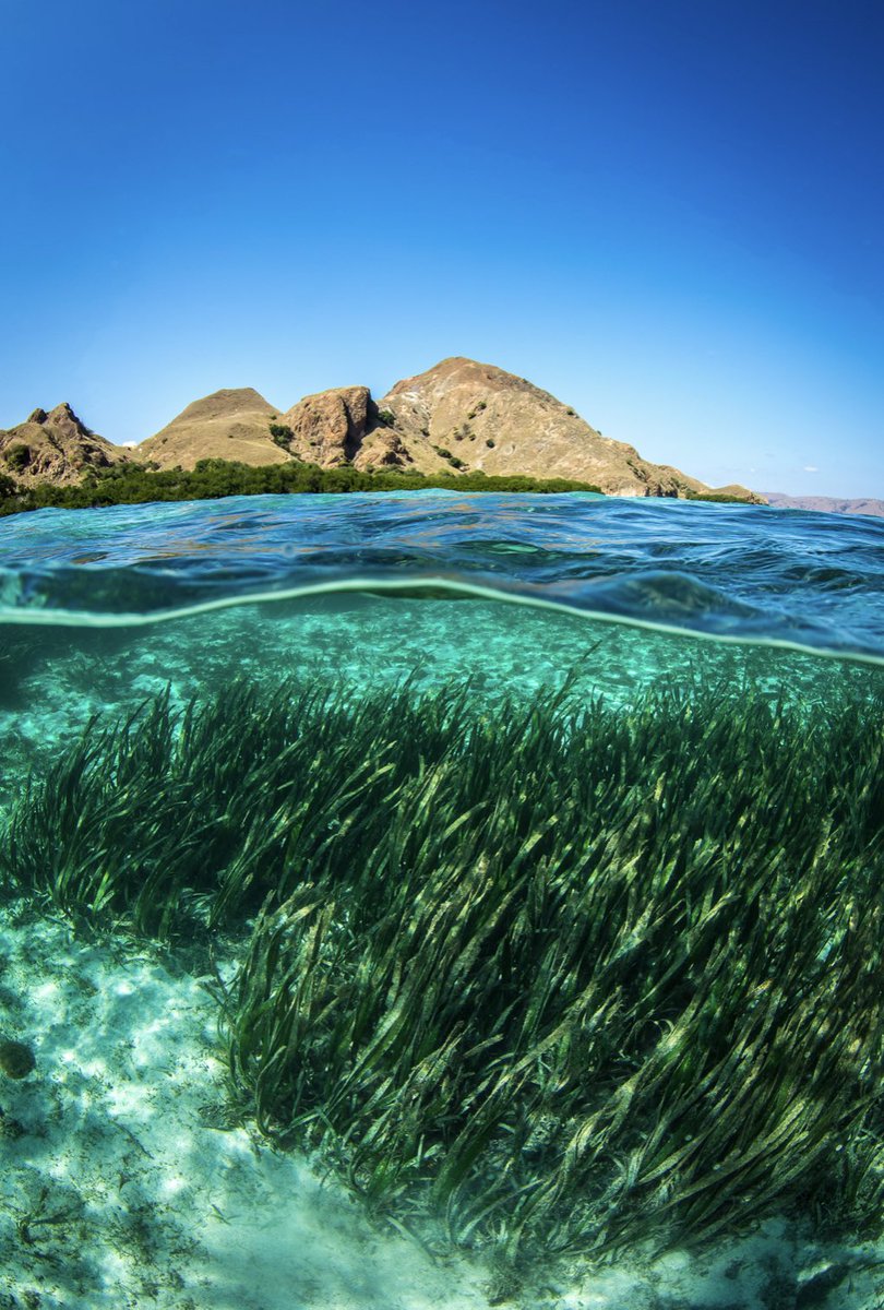 ProjectSeagrass's tweet photo. 🌊 Happy #WorldOceansDay

💙 The theme this year is Revitalization: Collective Action for the Ocean 

🌱 YOU can help #seagrass by spreading awareness, by not standing on the plants during low tide, being more cautious when boating &amp; uploading your sightings to seagrass spotter! https://t.co/mtz7FUM2P9