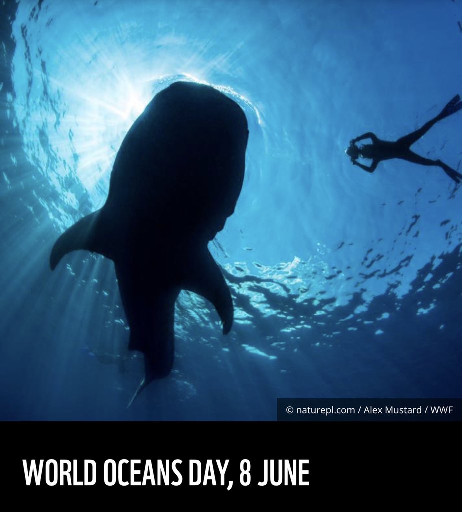 Happy World Oceans Day! Officially recognised and supported by the UN in 2008 World Oceans Day aims to foster public interest in the protection of our oceans and the sustainable management of its resources. #WorldOceansDay #respectthesea <a href="/wwf_uk/">WWF UK</a> @RYAEast