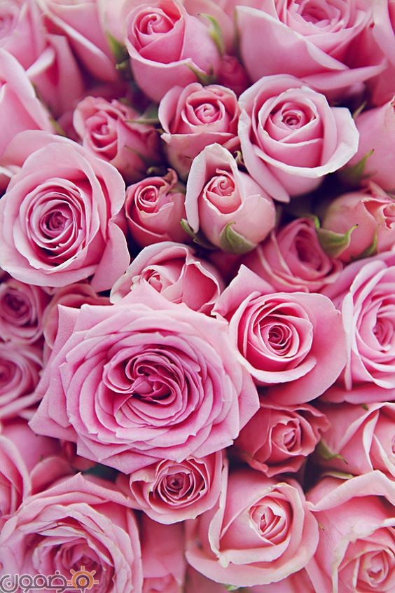 es_mjz's tweet photo. صباح الخير https://t.co/WH5tpbg9dX
