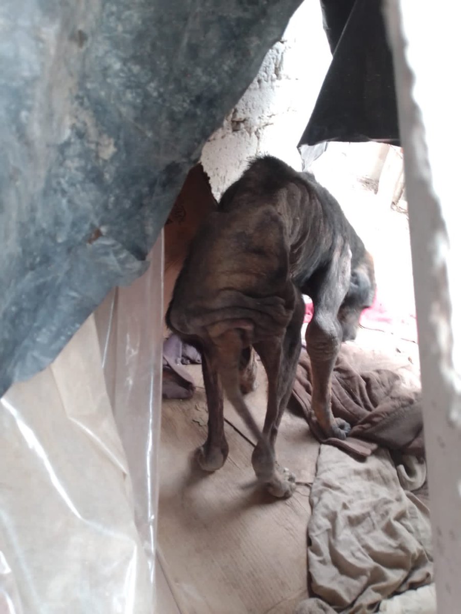 primero_perro's tweet photo. Fuimos por estos perritos hace unos días a Lomas de Tecamac.

Ya están en casa y han recibido atención médica. 

Ambos necesitan tratamiento pra anemia y más pruebas para descartar o conocer posibles enfermedades. https://t.co/HWFsAhVatJ