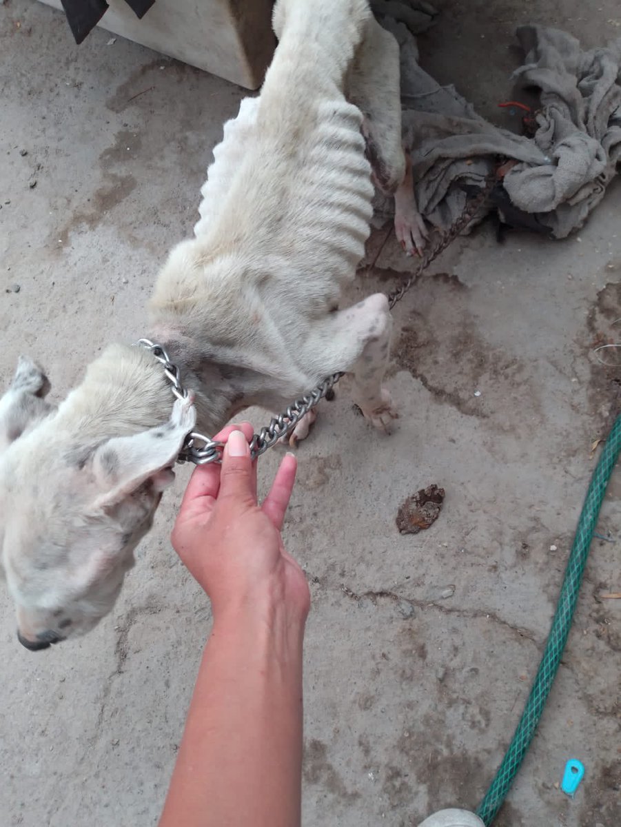 primero_perro's tweet photo. Fuimos por estos perritos hace unos días a Lomas de Tecamac.

Ya están en casa y han recibido atención médica. 

Ambos necesitan tratamiento pra anemia y más pruebas para descartar o conocer posibles enfermedades. https://t.co/HWFsAhVatJ